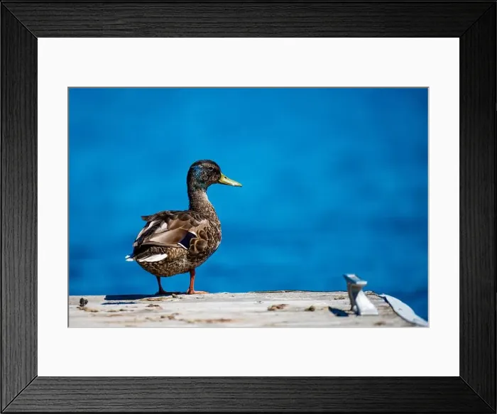 Framed Print : Duck, canard, lac, lake, floating, quebec, canada Framed Print : Duck, canard, lac, lake, floating, quebec, canada