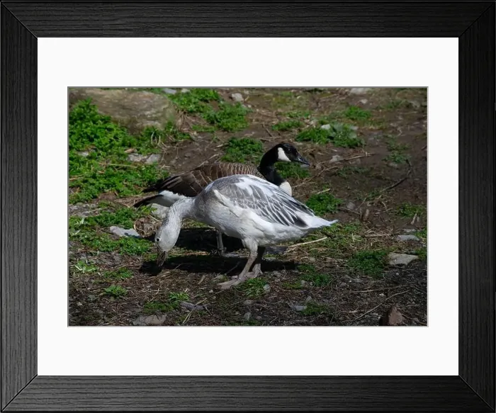 Framed Print : A snow goose and a Canada goose Framed Print : A snow goose and a Canada goose