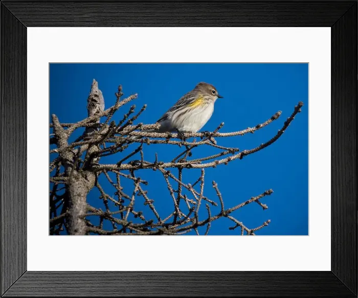 Framed Print : Yellow-rumped warbler perched on clear day in Nova Scotia Framed Print : Yellow-rumped warbler perched on clear day in Nova Scotia