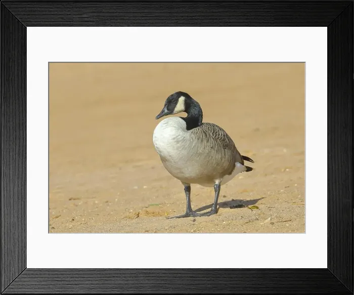 Framed Print : Canada goose (Branta canadensis) Framed Print : Canada goose (Branta canadensis)