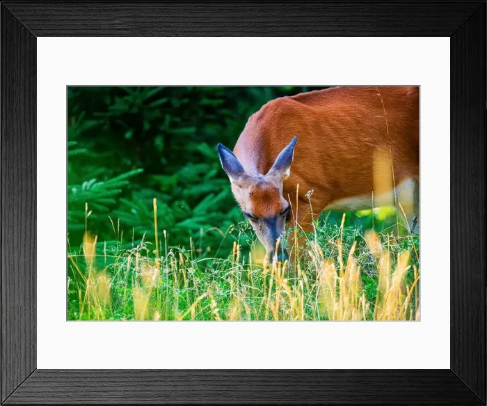 Framed Print : Deer, forest, chevreuil, Quebec, Canada, Parc du bic, hunting, chasse