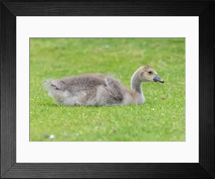 Framed Print : Close up of a Canada goose (branta canadensis) gosling sitting on the ground Framed Print : Close up of a Canada goose (branta canadensis) gosling sitting on the ground