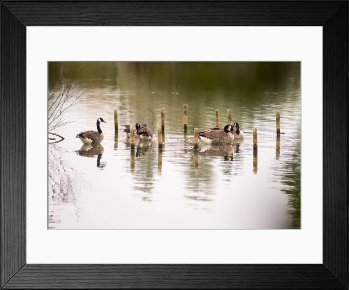 Framed Print : A small group of Canada geese wading and relaxing in a calm lake Framed Print : A small group of Canada geese wading and relaxing in a calm lake