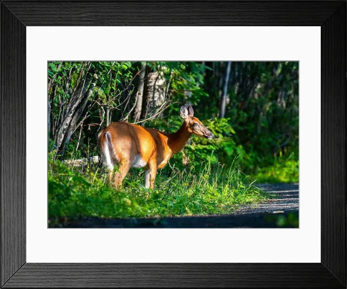 Framed Print : Deer, forest, chevreuil, Quebec, Canada, Parc du bic, hunting, chasse