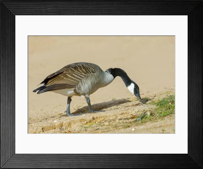 Framed Print : Canada goose (Branta canadensis) adult bird Framed Print : Canada goose (Branta canadensis) adult bird