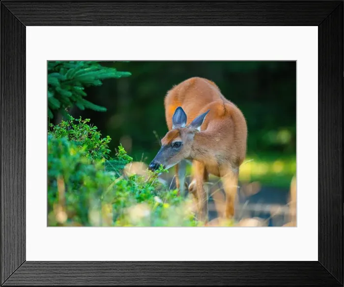 Framed Print : Deer, forest, chevreuil, Quebec, Canada, Parc du bic, hunting, chasse