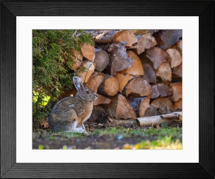 Framed Print : Hare, lièvre, Lepus Québec, Canada, north america Framed Print : Hare, lièvre, Lepus Québec, Canada, north america