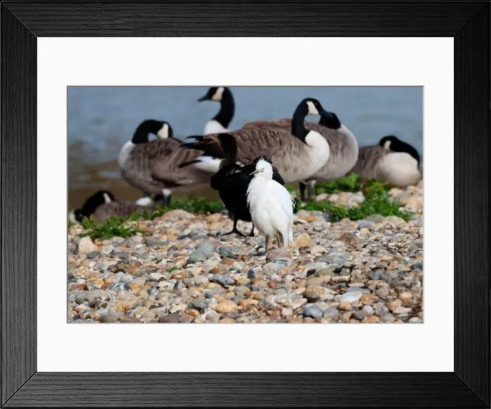 Framed Print : Cattle egret Bubulcus ibis, juvenile white plumage black bill and legs stocky white heron shortish thick neck