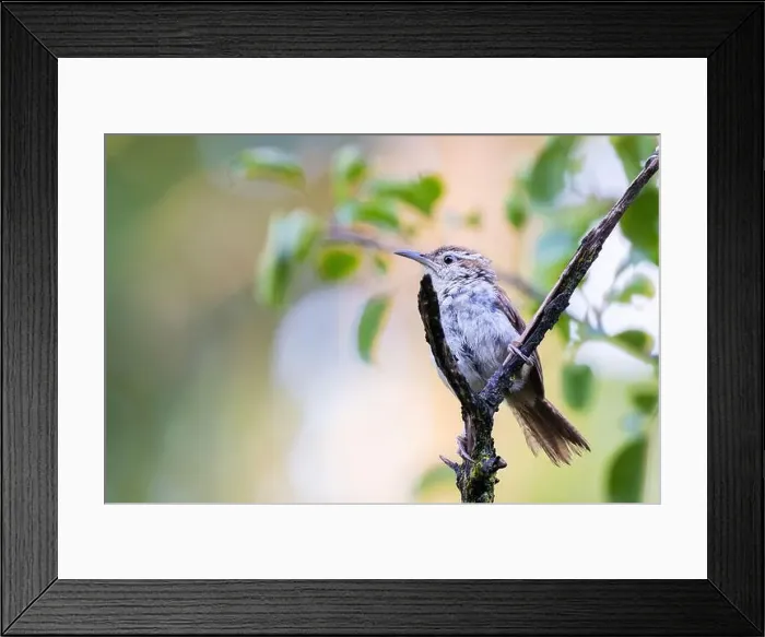 Framed Print : Carolina wren (Thryothorus ludovicianus) in autumn Framed Print : Carolina wren (Thryothorus ludovicianus) in autumn