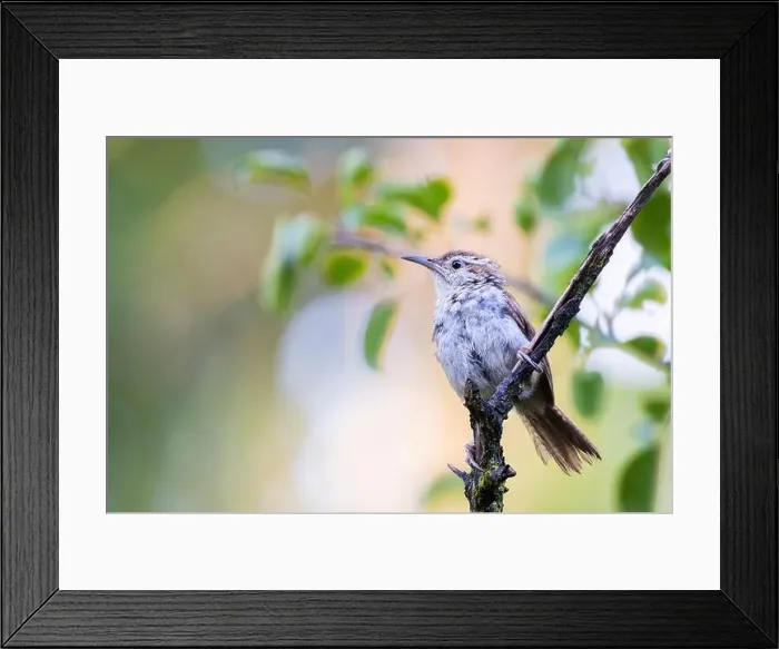 Framed Print : Carolina wren (Thryothorus ludovicianus) in autumn Framed Print : Carolina wren (Thryothorus ludovicianus) in autumn