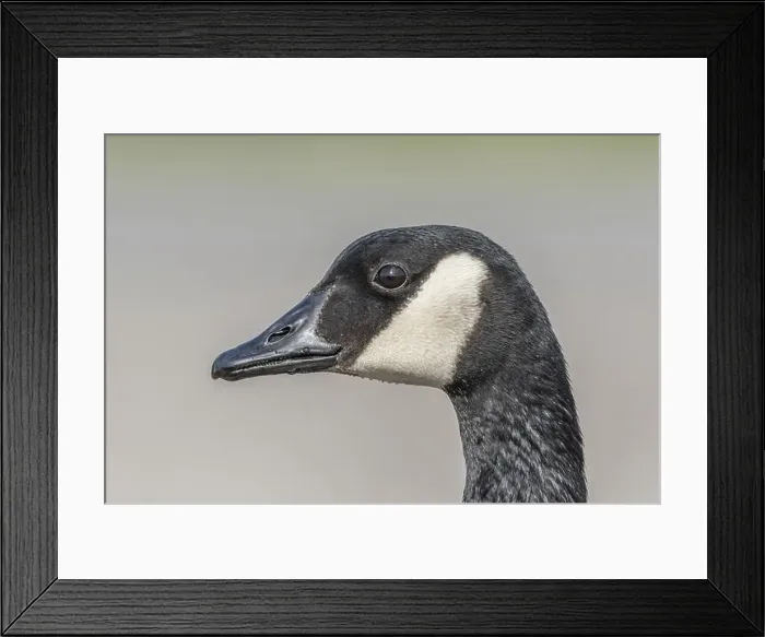 Framed Print : Portrait of a Canada goose (Branta canadensis). Bas Rhin, Alsace, France, Europe