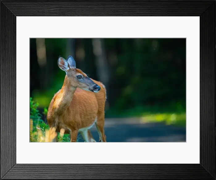 Framed Print : Deer, forest, chevreuil, Quebec, Canada, Parc du bic, hunting, chasse