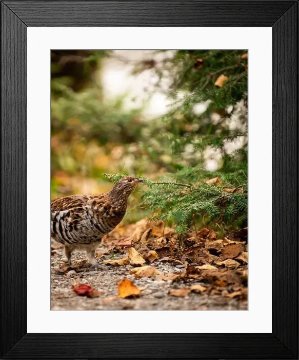Framed Print : Ruffed grouse autumn, perdrix, gelinotte hupée, quebec, canada Framed Print : Ruffed grouse autumn, perdrix, gelinotte hupée, quebec, canada