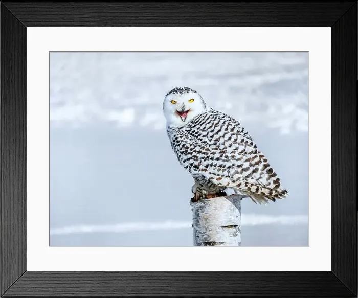 Framed Print : Snowy owl (Bubo scandiacus) perching on a pole on a cold winter morning, Southern Ontario Framed Print : Snowy owl (Bubo scandiacus) perching on a pole on a cold winter morning, Southern Ontario
