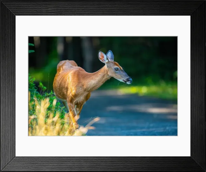 Framed Print : Deer, forest, chevreuil, Quebec, Canada, Parc du bic, hunting, chasse