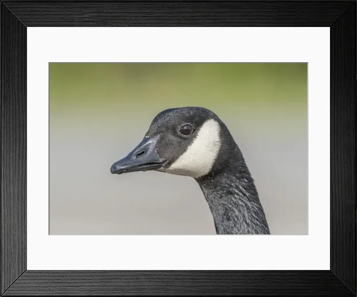 Framed Print : Portrait of a Canada goose (Branta canadensis). Bas Rhin, Alsace, France, Europe