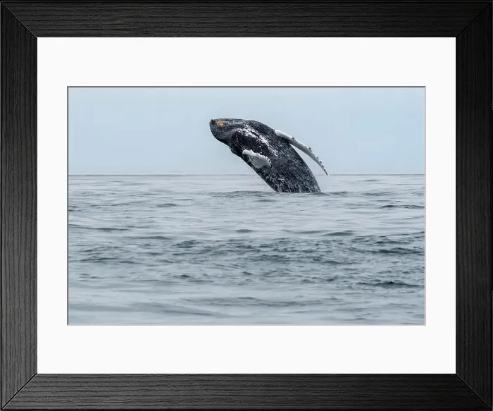 Framed Print : Breaching humpbacked whale in the Bay of Fundy Nova Scotia Framed Print : Breaching humpbacked whale in the Bay of Fundy Nova Scotia