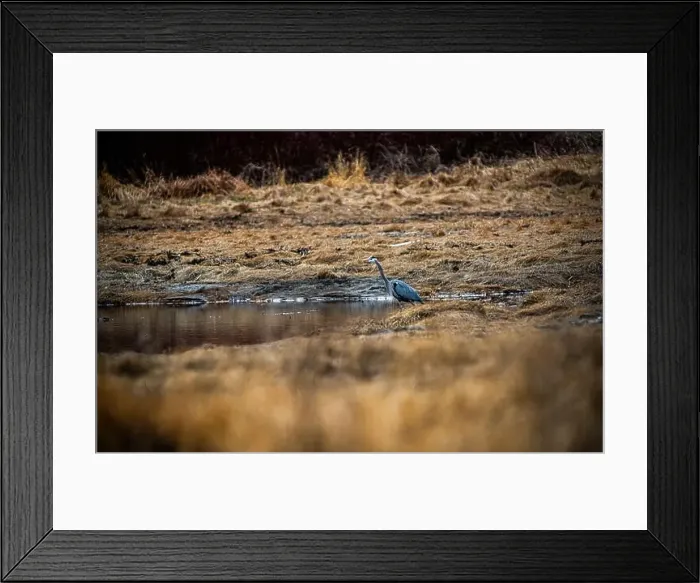 Framed Print : Grand Héron, Great Blue Heron, parc du bic, quebec, canada Framed Print : Grand Héron, Great Blue Heron, parc du bic, quebec, canada