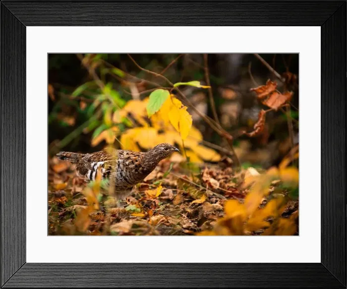 Framed Print : Ruffed grouse autumn, perdrix, gelinotte hupée, quebec, canada Framed Print : Ruffed grouse autumn, perdrix, gelinotte hupée, quebec, canada