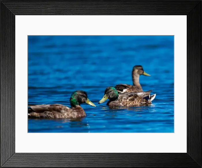 Framed Print : Duck, canard, lac, lake, floating, quebec, canada Framed Print : Duck, canard, lac, lake, floating, quebec, canada