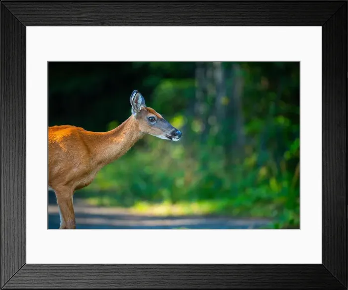 Framed Print : Deer, forest, chevreuil, Quebec, Canada, Parc du bic, hunting, chasse
