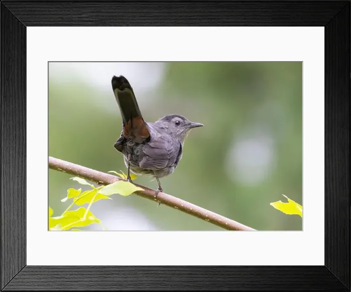 Framed Print : gray catbird (Dumetella carolinensis) Framed Print : gray catbird (Dumetella carolinensis)