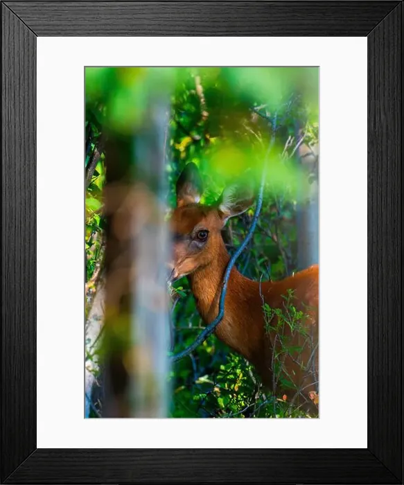 Framed Print : Deer, forest, chevreuil, Quebec, Canada, Parc du bic, hunting, chasse