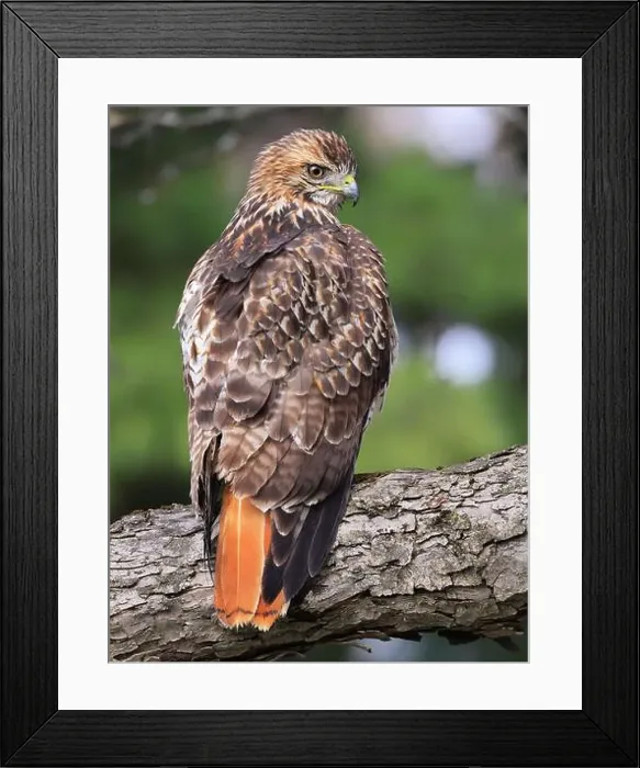 Framed Print : Red-tailed Hawk perched on a branch tree in the forest, Quebec, Canada Framed Print : Red-tailed Hawk perched on a branch tree in the forest, Quebec, Canada