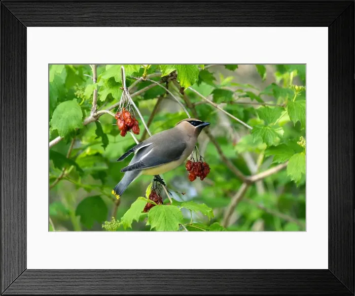 Framed Print : Closeup of a Cedar Waxwing feeding on berries from a High Bush Cranberry Shrub during spring migration, Ontario, Canada Framed Print : Closeup of a Cedar Waxwing feeding on berries from a High Bush Cranberry Shrub during spring migration, Ontario, Canada