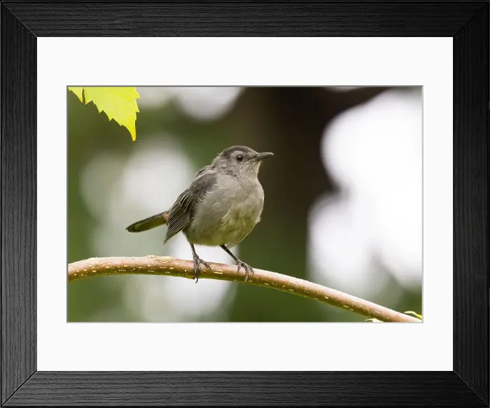 Framed Print : gray catbird (Dumetella carolinensis) Framed Print : gray catbird (Dumetella carolinensis)
