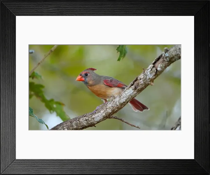 Framed Print : Brightly colored female Northern Cardinal sitting in an oak tree. High quality photo. High Quality photo Framed Print : Brightly colored female Northern Cardinal sitting in an oak tree. High quality photo. High Quality photo