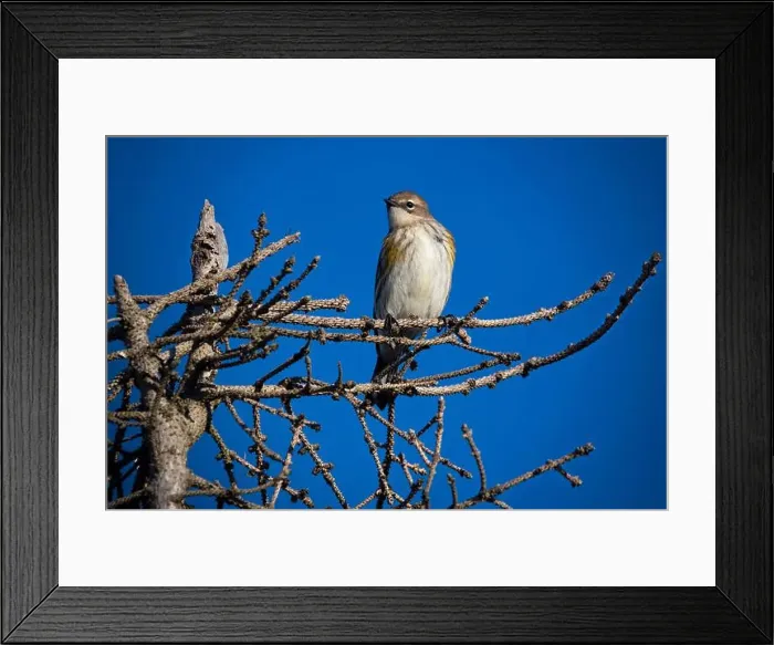 Framed Print : Yellow-rumped warbler against blue sky in Nova Scotia Framed Print : Yellow-rumped warbler against blue sky in Nova Scotia