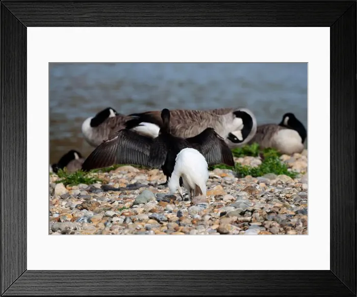 Framed Print : Cattle egret Bubulcus ibis, juvenile white plumage black bill and legs stocky white heron shortish thick neck