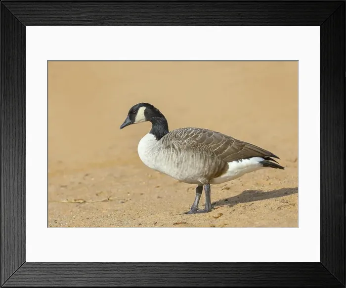 Framed Print : Canada goose (Branta canadensis) Framed Print : Canada goose (Branta canadensis)