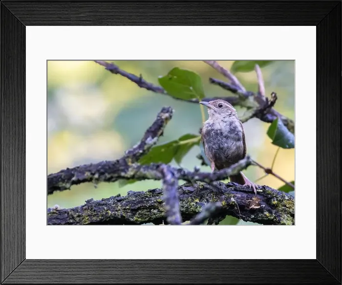 Framed Print : Carolina wren (Thryothorus ludovicianus) in autumn Framed Print : Carolina wren (Thryothorus ludovicianus) in autumn