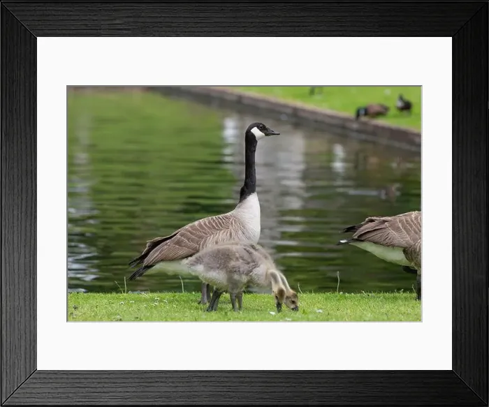 Framed Print : Close up of Canada goose (branta canadensis) goslings foraging for food on the waters edge Framed Print : Close up of Canada goose (branta canadensis) goslings foraging for food on the waters edge