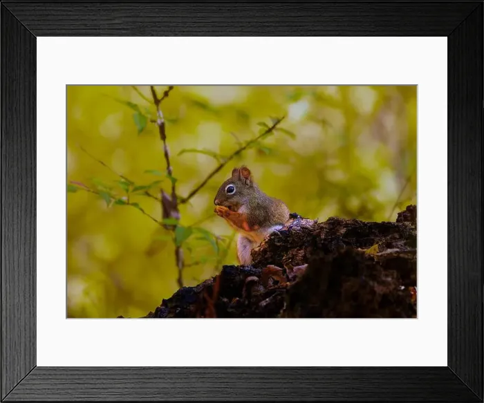 Framed Print : American red squirrel ((Tamiasciurus hudsonicus) known as the pine squirrel, North American red squirrel and chickaree Framed Print : American red squirrel ((Tamiasciurus hudsonicus) known as the pine squirrel, North American red squirrel and chickaree