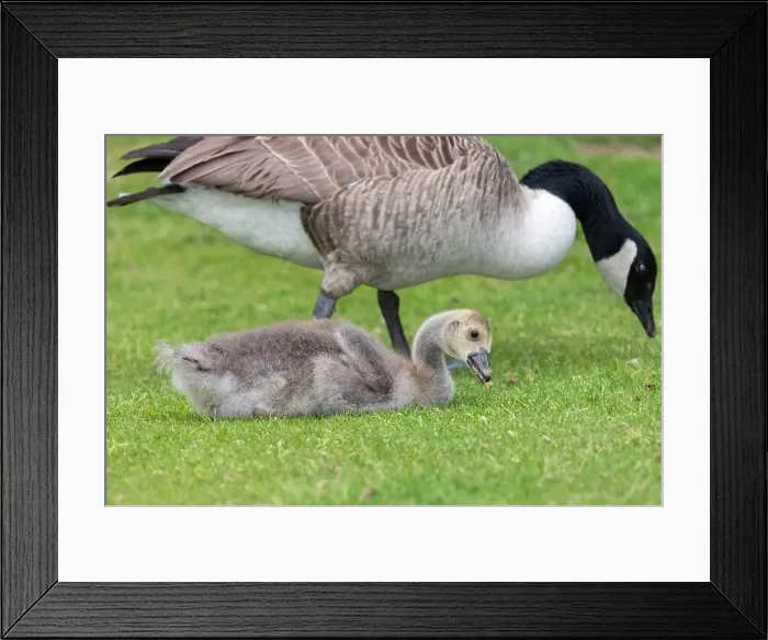 Framed Print : Close up of a Canada goose (branta canadensis) gosling sitting on the ground Framed Print : Close up of a Canada goose (branta canadensis) gosling sitting on the ground