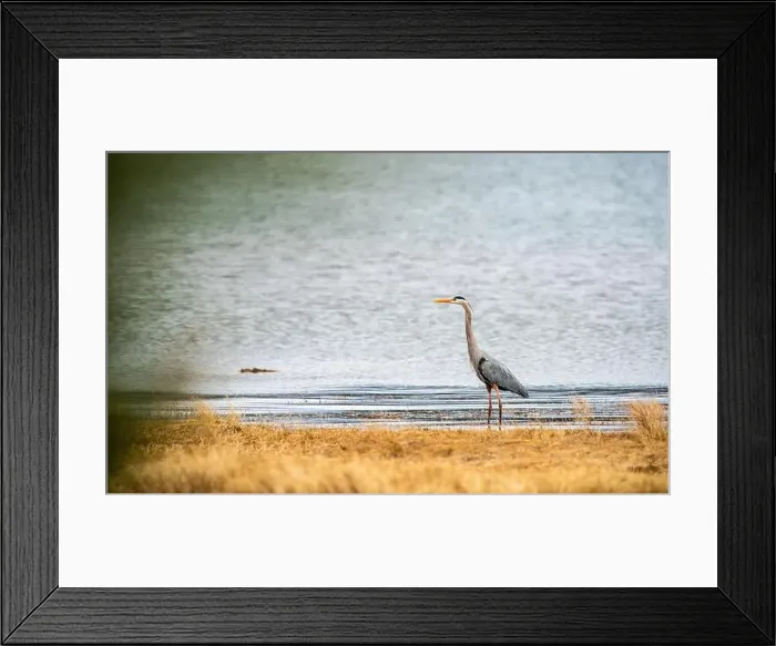 Framed Print : Grand Héron, Great Blue Heron, parc du bic, quebec, canada Framed Print : Grand Héron, Great Blue Heron, parc du bic, quebec, canada