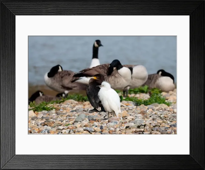 Framed Print : Cattle egret Bubulcus ibis, juvenile white plumage black bill and legs stocky white heron shortish thick neck