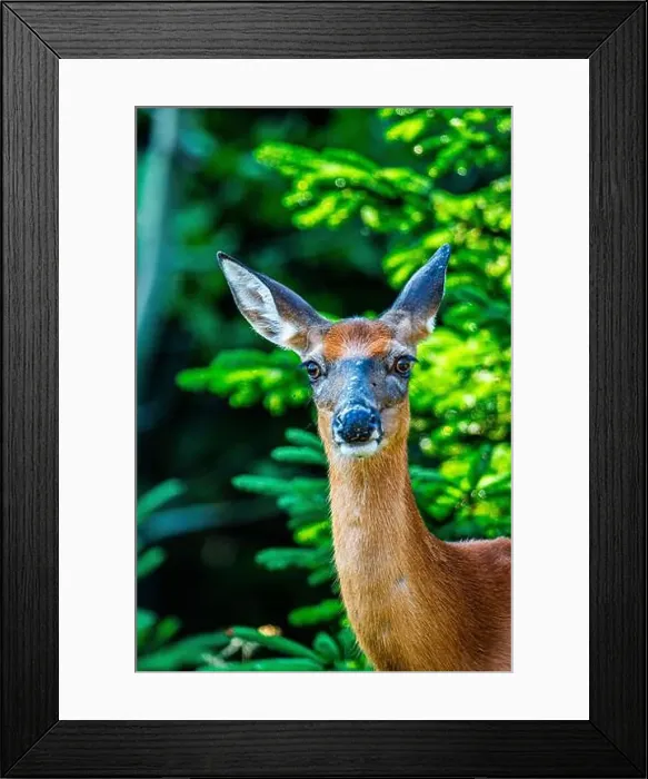 Framed Print : Deer, forest, chevreuil, Quebec, Canada, Parc du bic, hunting, chasse