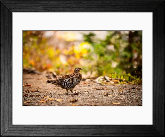 Framed Print : Ruffed grouse autumn, perdrix, gelinotte hupée, quebec, canada Framed Print : Ruffed grouse autumn, perdrix, gelinotte hupée, quebec, canada