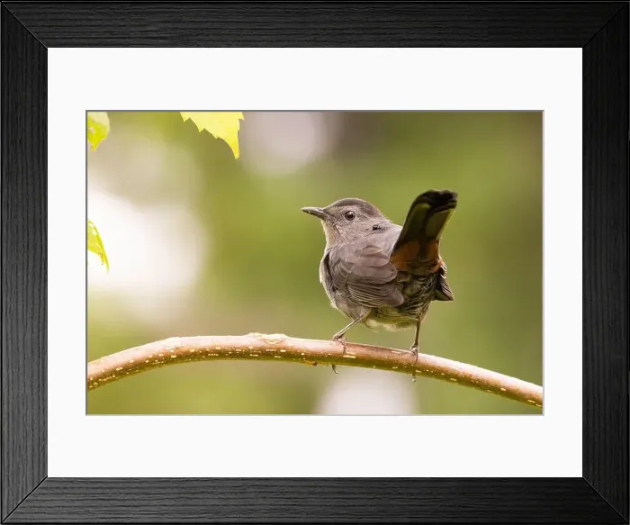 Framed Print : gray catbird (Dumetella carolinensis) Framed Print : gray catbird (Dumetella carolinensis)