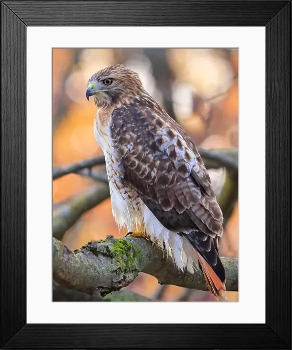 Framed Print : Red-tailed Hawk perched on a branch tree in the forest, Quebec, Canada Framed Print : Red-tailed Hawk perched on a branch tree in the forest, Quebec, Canada