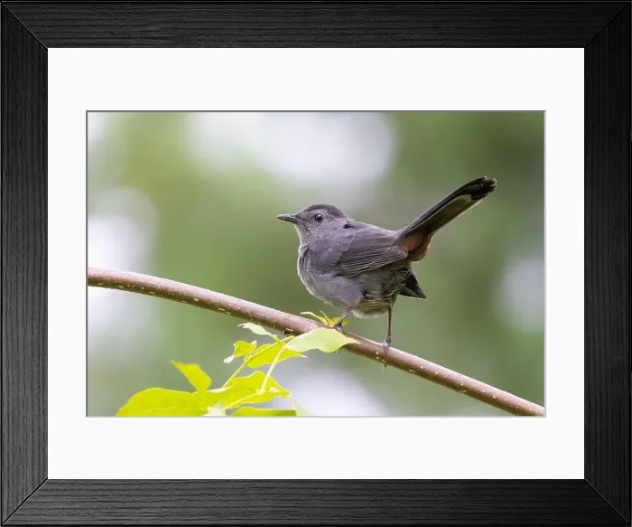 Framed Print : gray catbird (Dumetella carolinensis) Framed Print : gray catbird (Dumetella carolinensis)