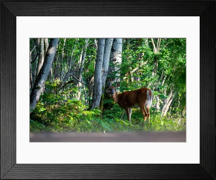 Framed Print : Deer, forest, chevreuil, Quebec, Canada, Parc du bic, hunting, chasse