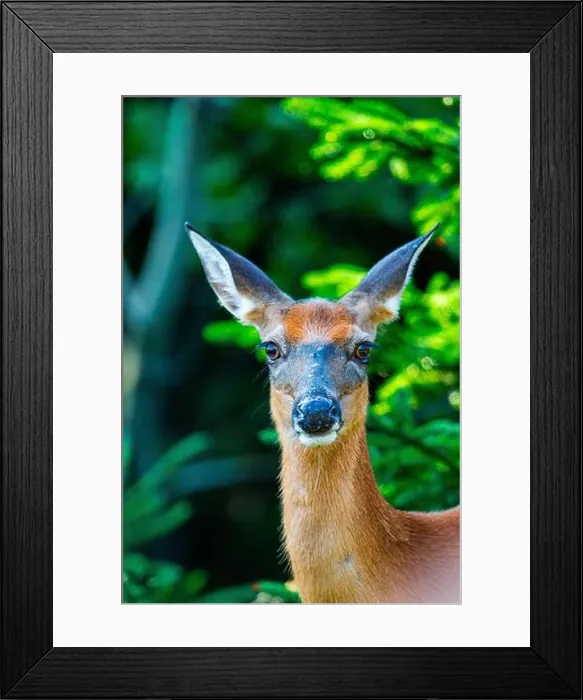 Framed Print : Deer, forest, chevreuil, Quebec, Canada, Parc du bic, hunting, chasse