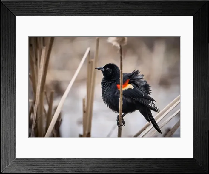 Framed Print : A red-winged blackbird puffing up its feathers on a cold rainy day Framed Print : A red-winged blackbird puffing up its feathers on a cold rainy day