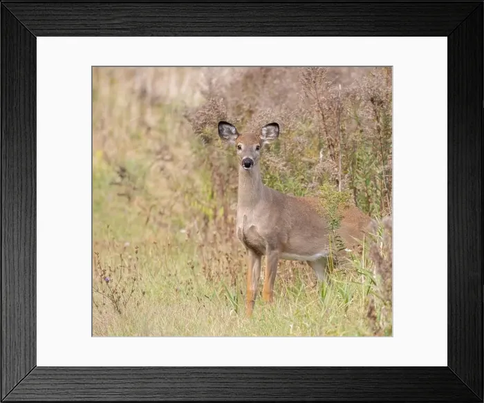 Framed Print : Female white-tailed deer in the meadow in autumn in Muskoka Ontario Framed Print : Female white-tailed deer in the meadow in autumn in Muskoka Ontario