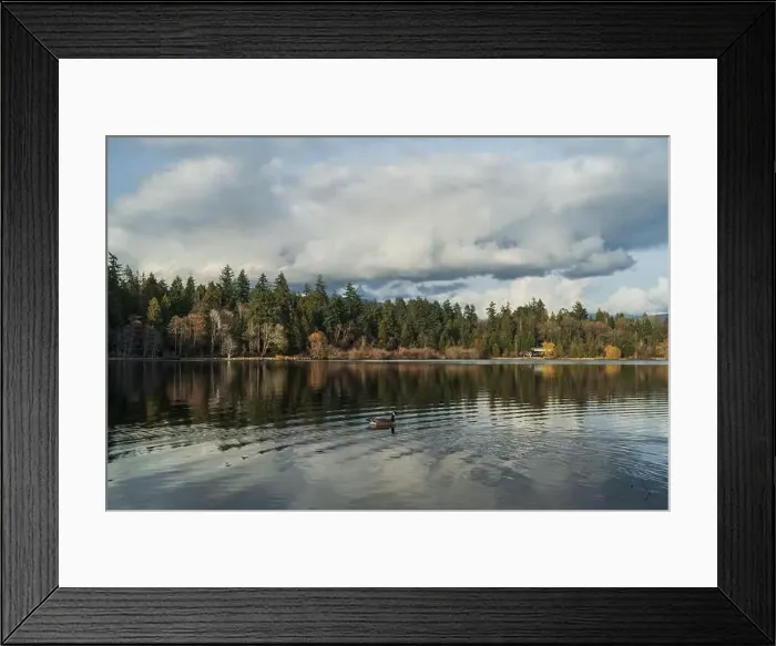 Framed Print : Canadian goose in the lake on a cloudy day Framed Print : Canadian goose in the lake on a cloudy day